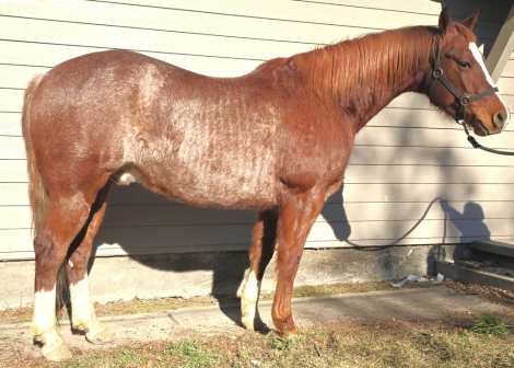 Rebelious Cash (Cash), 7yo AQHA Quarter Horse gelding, 15.0hh