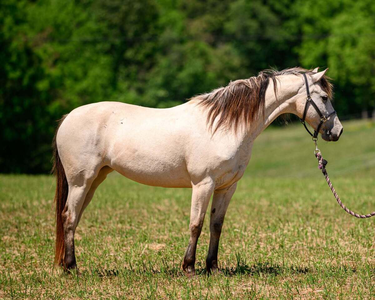 Lacy - Liberty Partner or COMPANION, 7yo American Quarter Horse/Arabian mare, 13.2hh