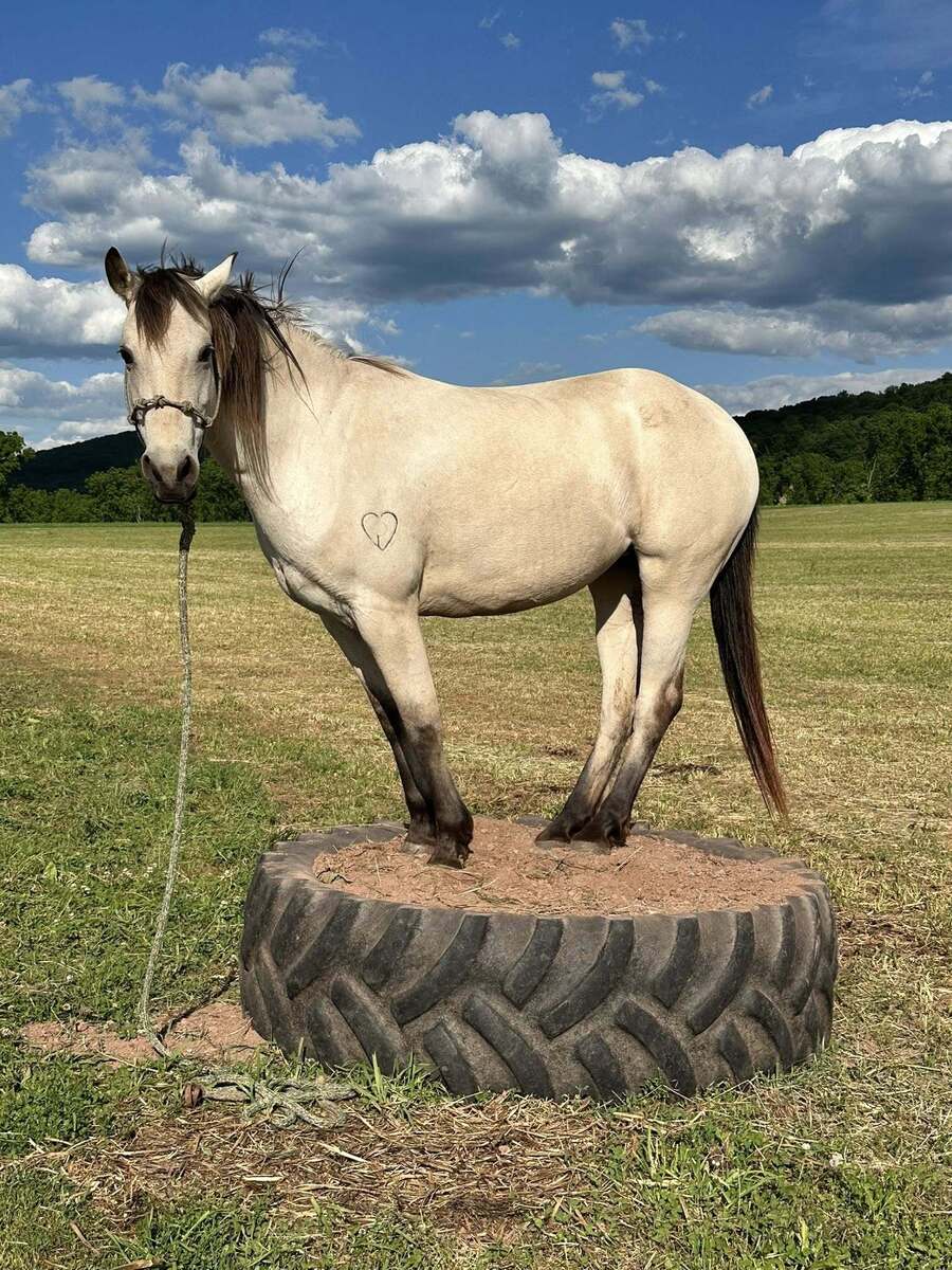 Lacy - Liberty Partner or COMPANION, 7yo American Quarter Horse/Arabian mare, 13.2hh