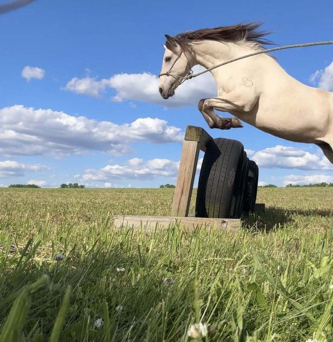 Lacy - Liberty Partner or COMPANION, 7yo American Quarter Horse/Arabian mare, 13.2hh