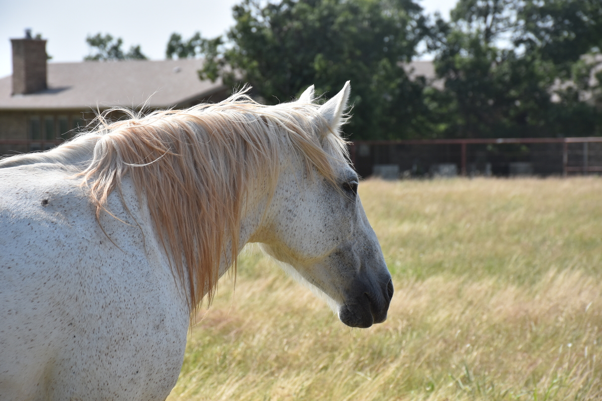 Coming Soon, 10yo mare, 15.0hh