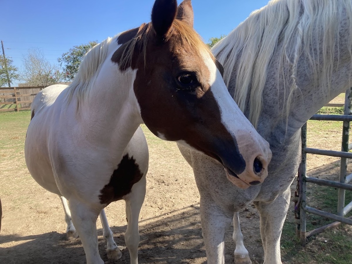 Sky, 15yo Pinto mare, 14.3hh