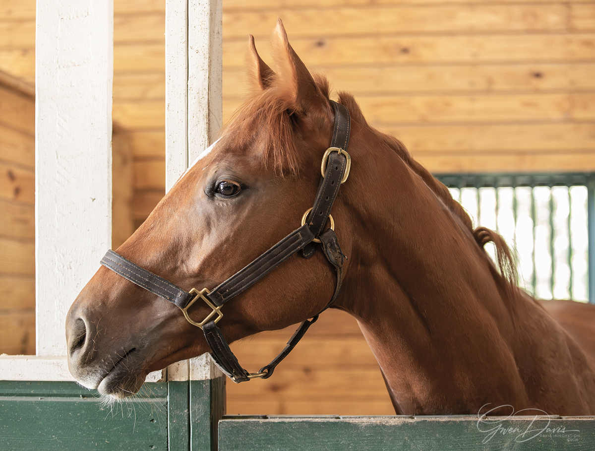 Big Bold Red, 2yo Thoroughbred colt, 0.0hh