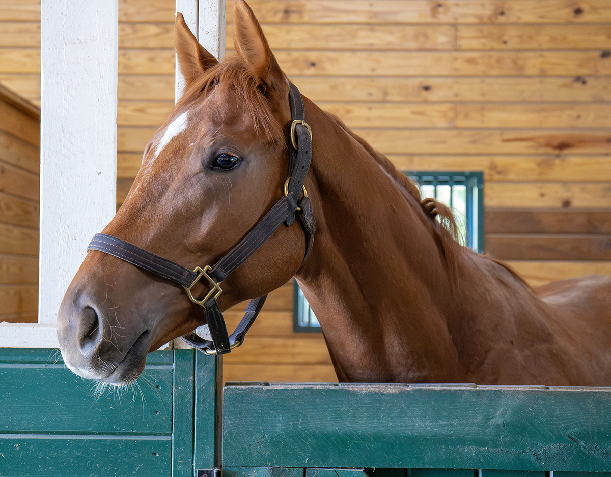 Big Bold Red, 2yo Thoroughbred colt, 0.0hh