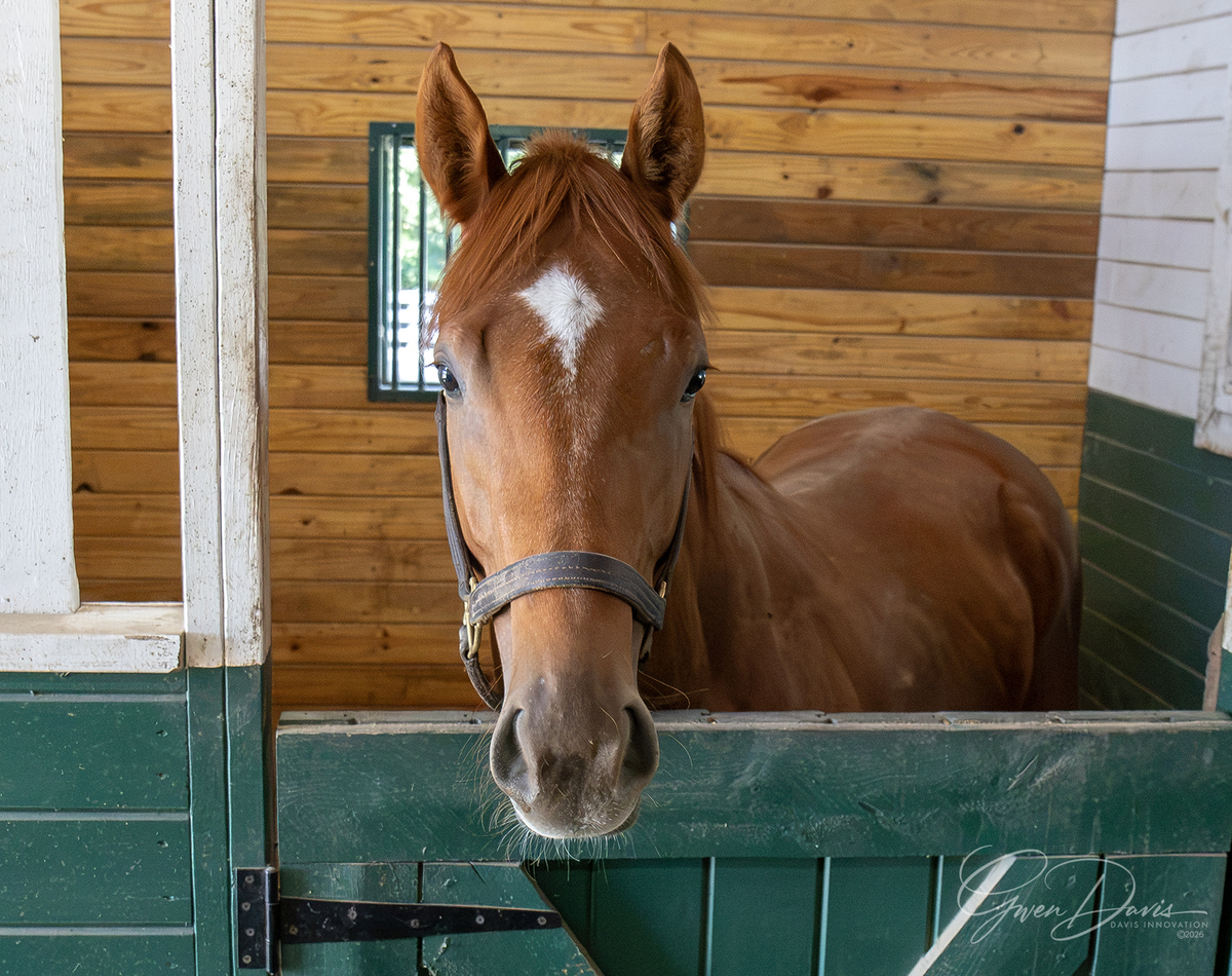 Big Bold Red, 2yo Thoroughbred colt, 0.0hh