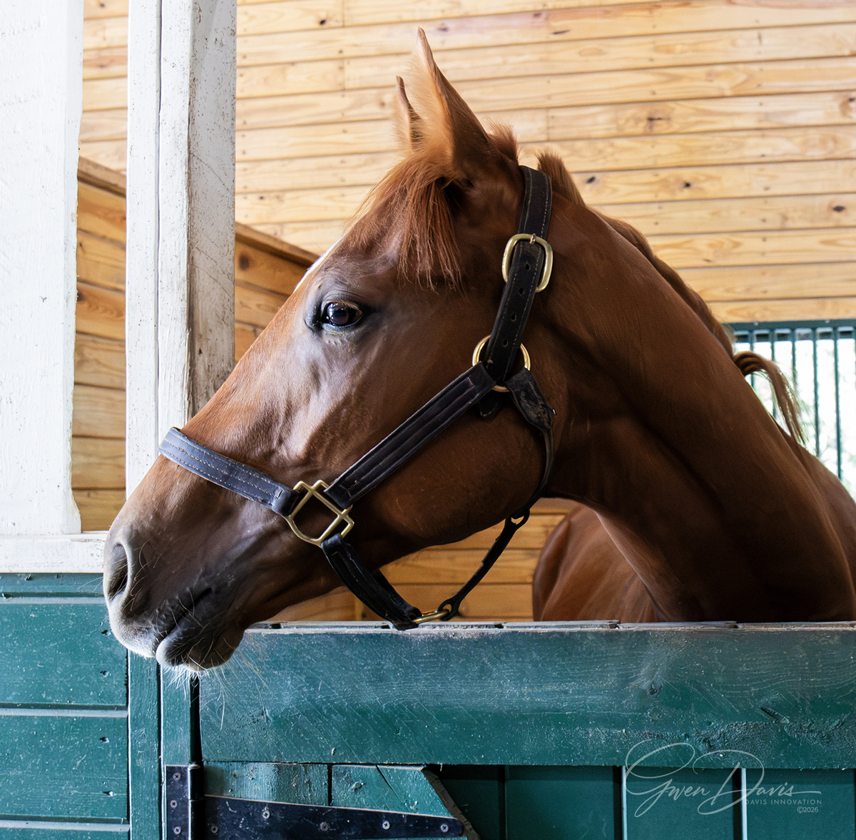 Big Bold Red, 2yo Thoroughbred colt, 0.0hh