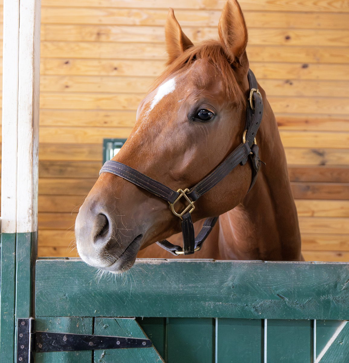 Big Bold Red, 2yo Thoroughbred colt, 0.0hh