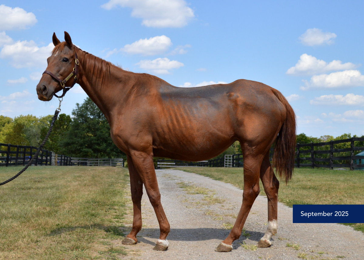Forever Candy, 18yo Thoroughbred mare, 15.2hh