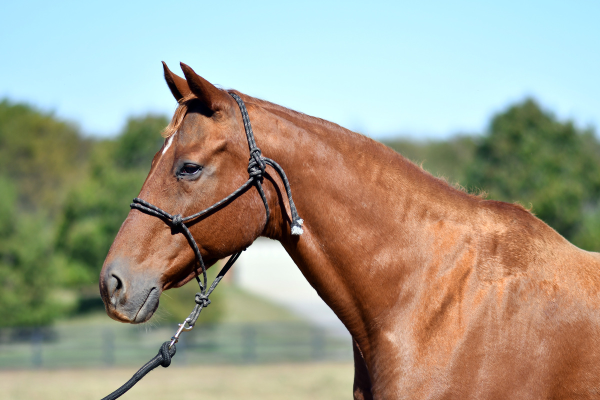 Forever Candy, 18yo Thoroughbred mare, 15.2hh
