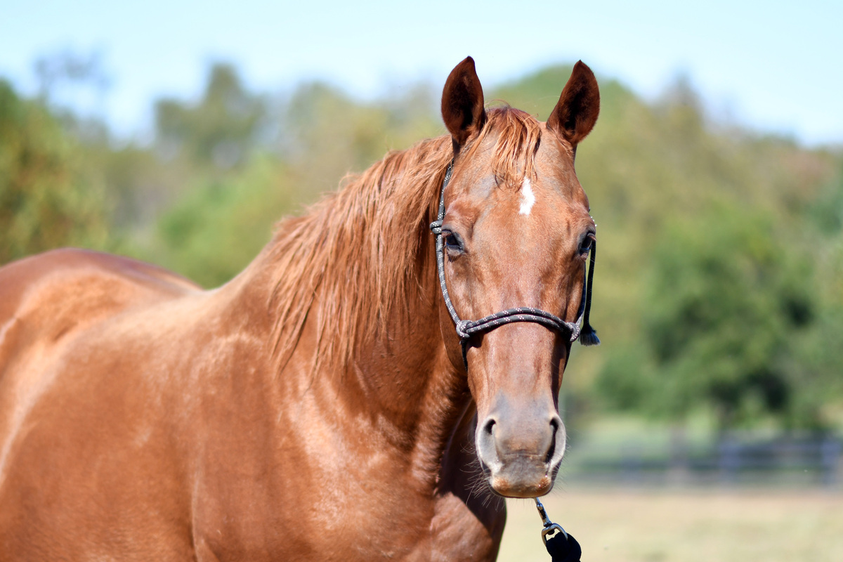 Forever Candy, 18yo Thoroughbred mare, 15.2hh