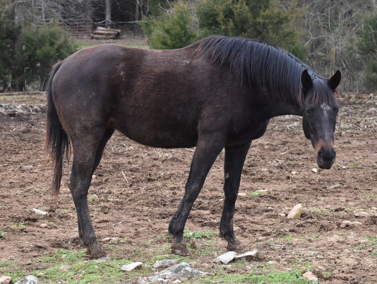 Sugar Britches, 15yo Thoroughbred mare, 15.3hh