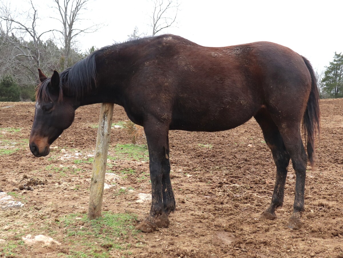 Sugar Britches, 15yo Thoroughbred mare, 15.3hh