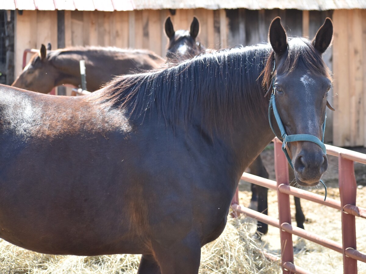 Sugar Britches, 15yo Thoroughbred mare, 15.3hh
