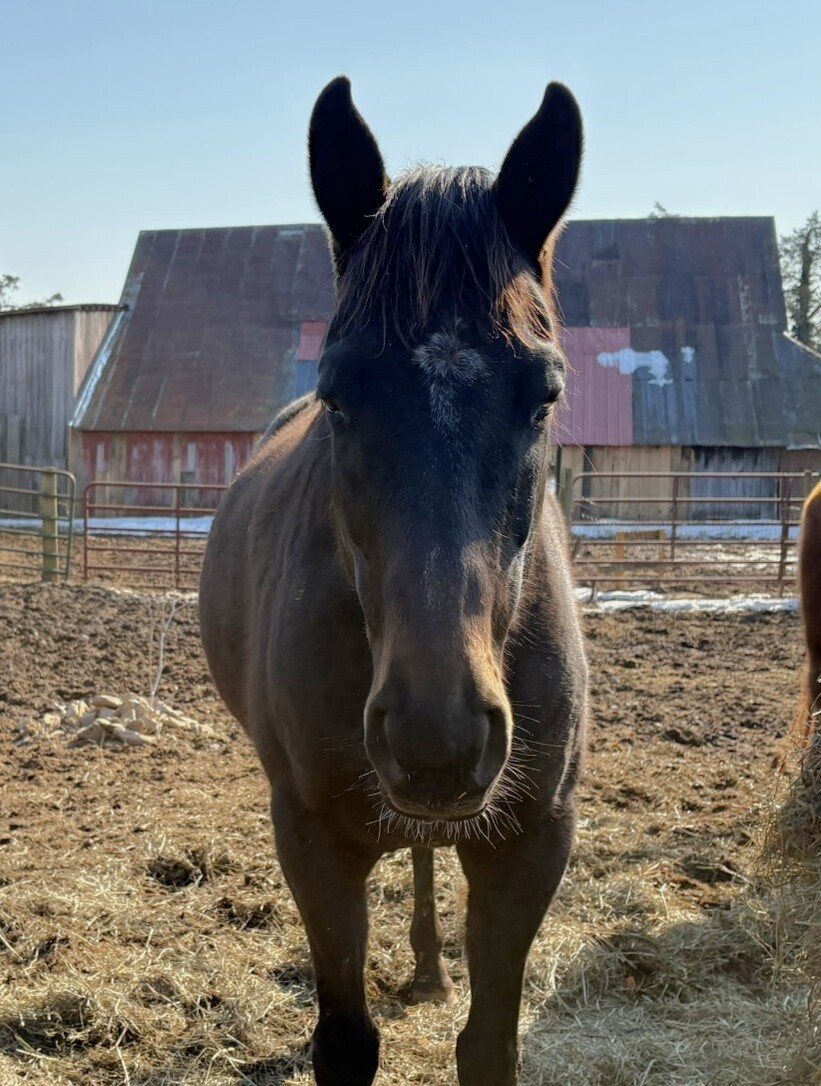 Sugar Britches, 15yo Thoroughbred mare, 15.3hh