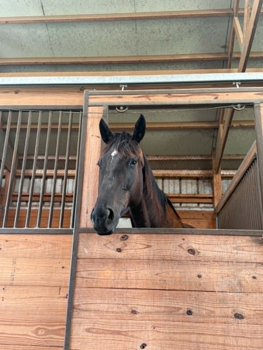 All In Okie, 4yo Thoroughbred gelding, 16.3hh