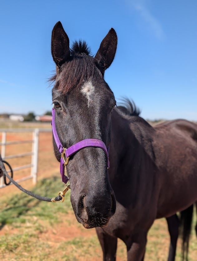 All In Okie, 4yo Thoroughbred gelding, 16.3hh