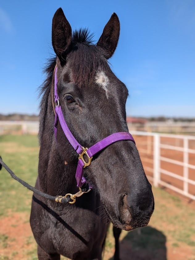 All In Okie, 4yo Thoroughbred gelding, 16.3hh