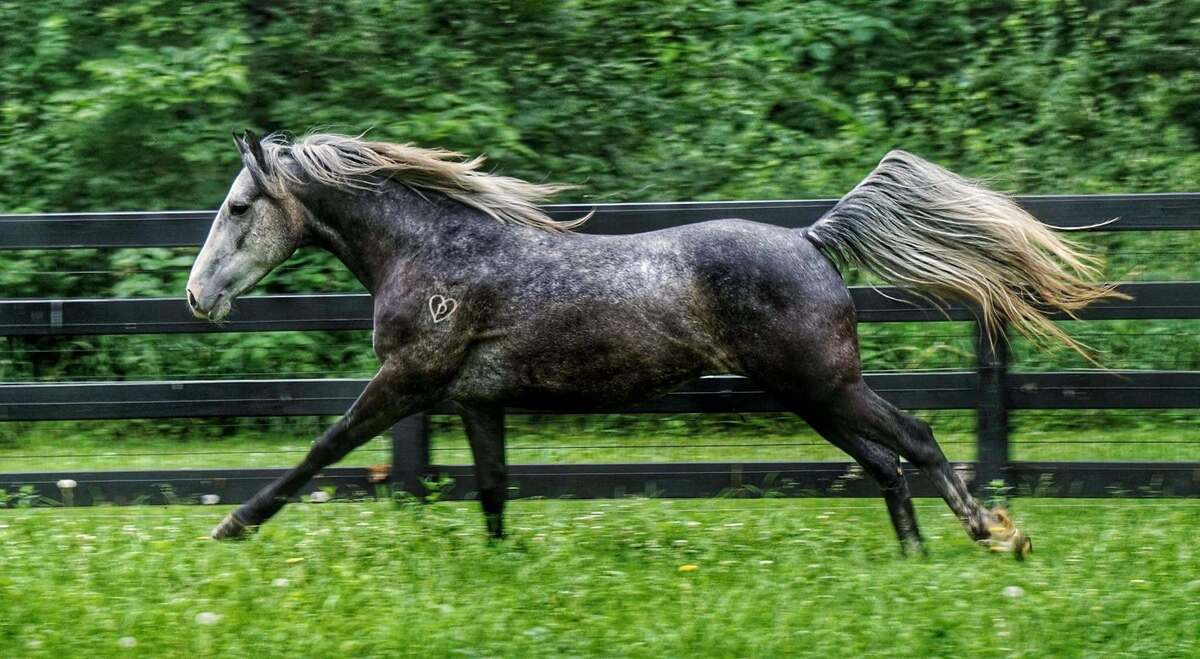 Chicago, 4yo American Quarter Horse gelding, 14.2hh