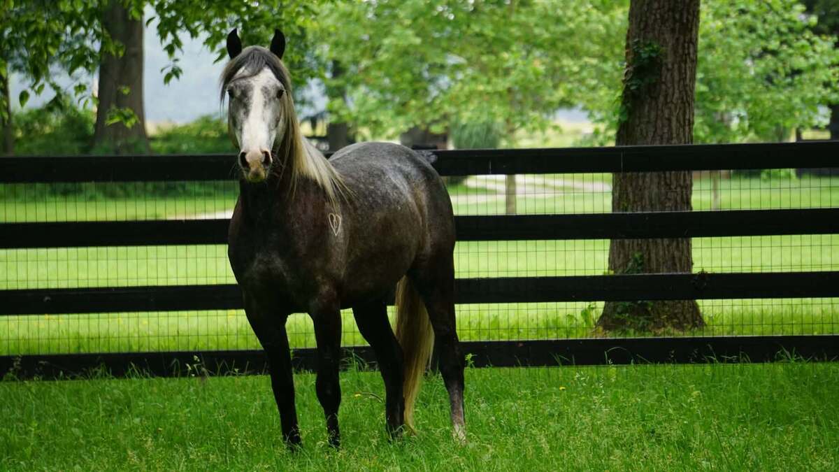 Chicago, 4yo American Quarter Horse gelding, 14.2hh