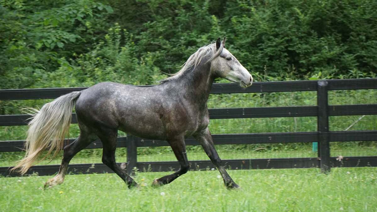 Chicago, 4yo American Quarter Horse gelding, 14.2hh