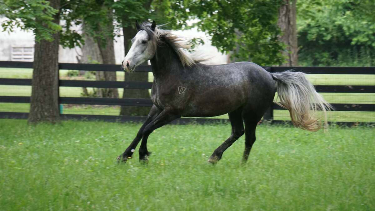 Chicago, 4yo American Quarter Horse gelding, 14.2hh