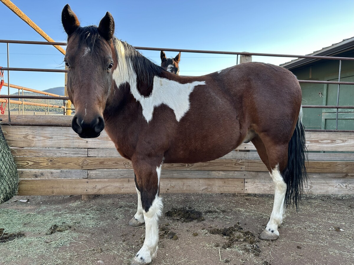 Smokey the Bear, 9yo American Paint Horse gelding, 14.0hh