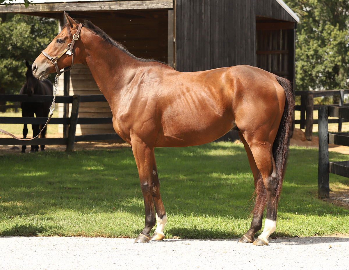 Appraisal, 8yo Thoroughbred gelding, 16.0hh