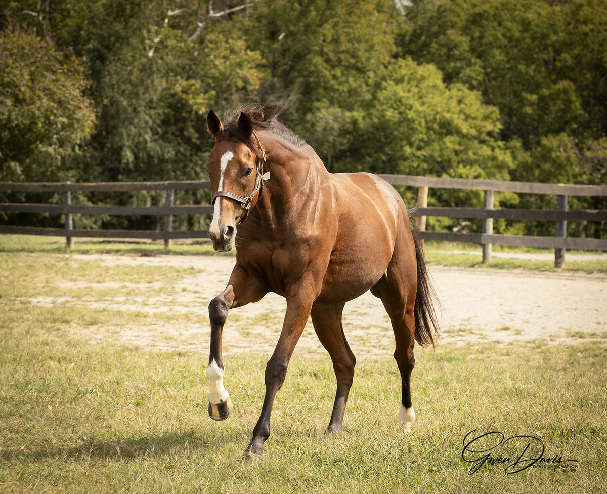 Appraisal, 8yo Thoroughbred gelding, 16.0hh