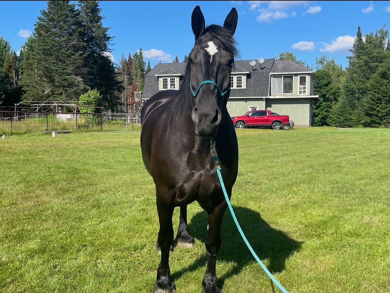 Naughtaveel Ruby, 11yo Percheron mare, 18hh