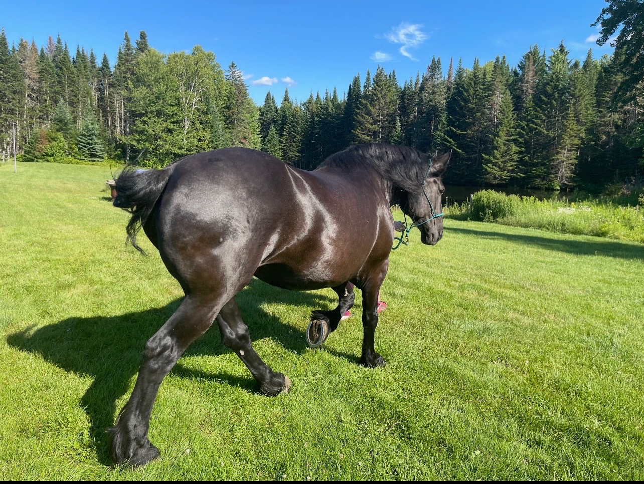 Naughtaveel Ruby, 11yo Percheron mare, 18hh