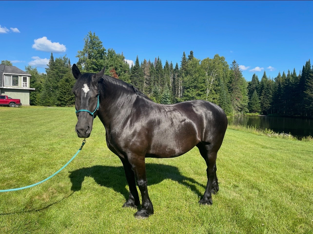 Naughtaveel Ruby, 11yo Percheron mare, 18hh