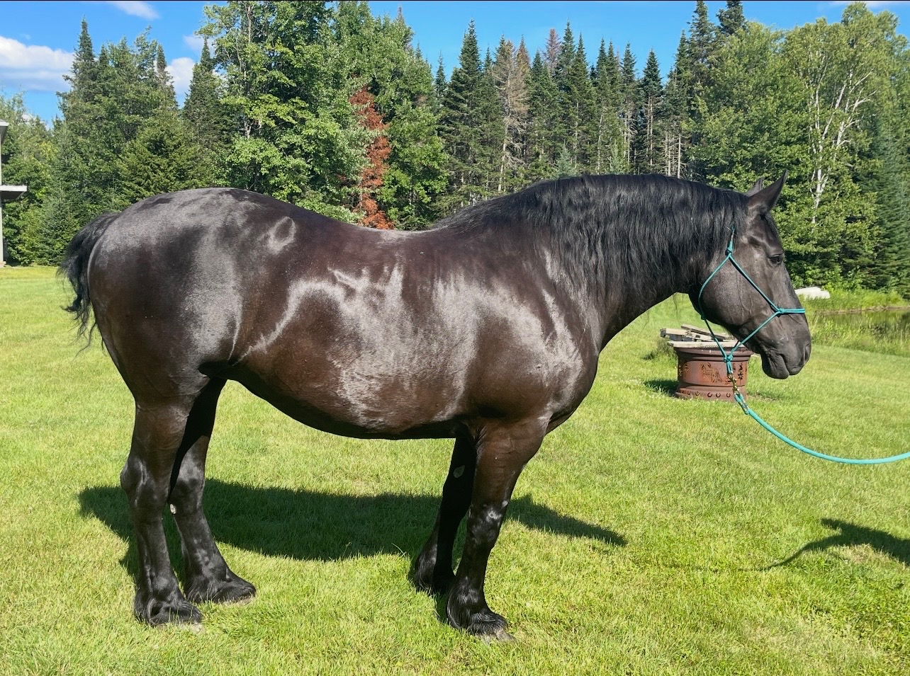Naughtaveel Ruby, 11yo Percheron mare, 18hh