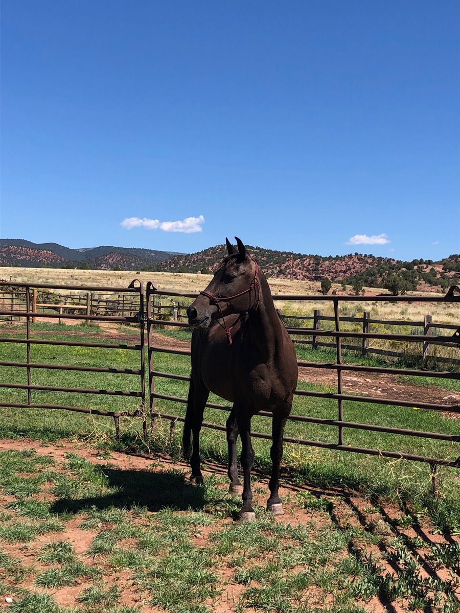 Belle, 22yo Arabian mare, 14.3hh