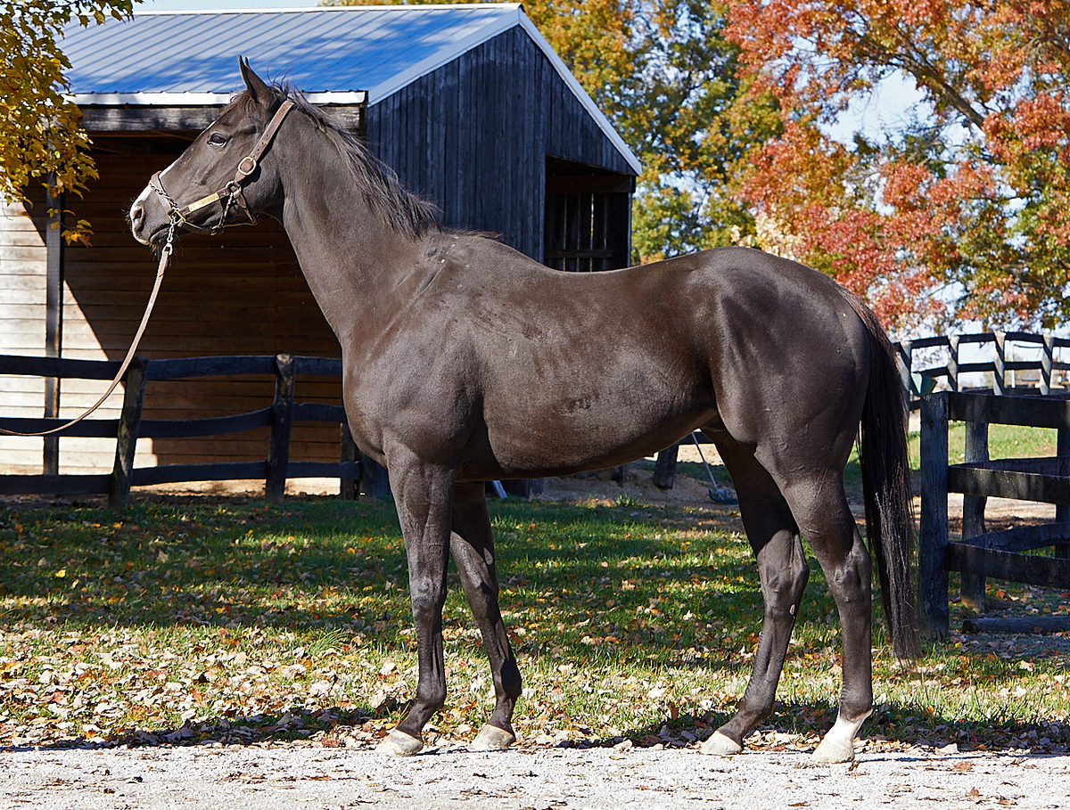 He's Elusive, 5yo Thoroughbred gelding, 16.0hh