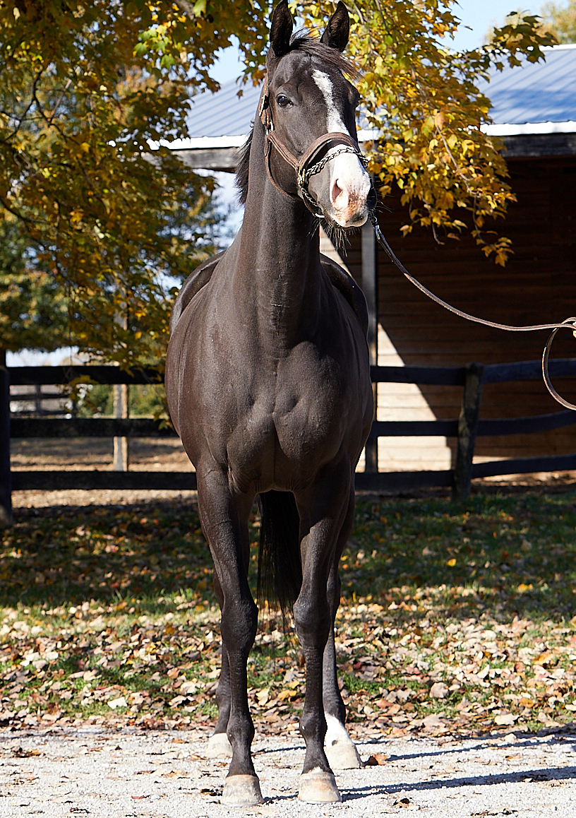 He's Elusive, 5yo Thoroughbred gelding, 16.0hh
