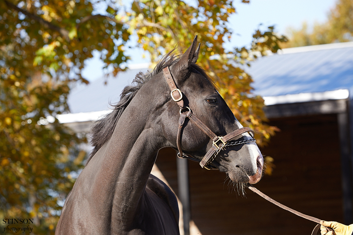 He's Elusive, 5yo Thoroughbred gelding, 16.0hh