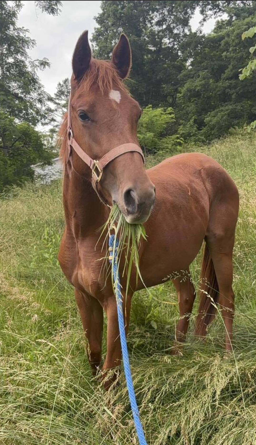 Merple, 2yo Thoroughbred mare, 13.3hh