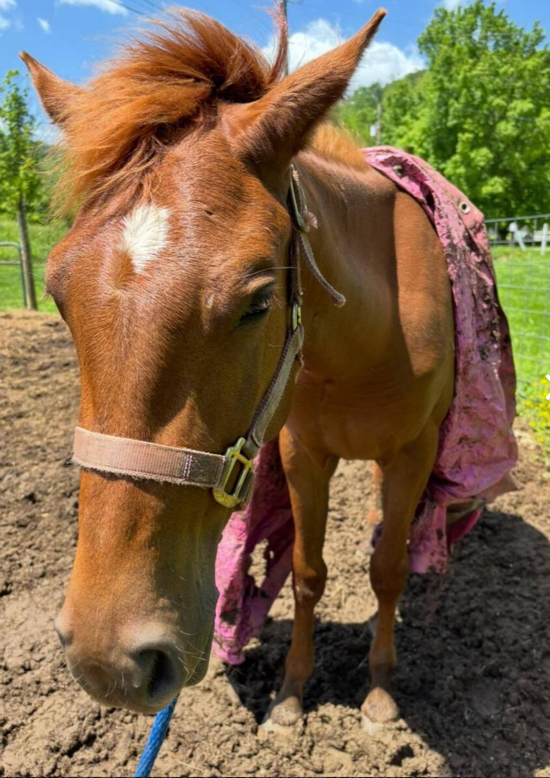 Merple, 2yo Thoroughbred mare, 13.3hh