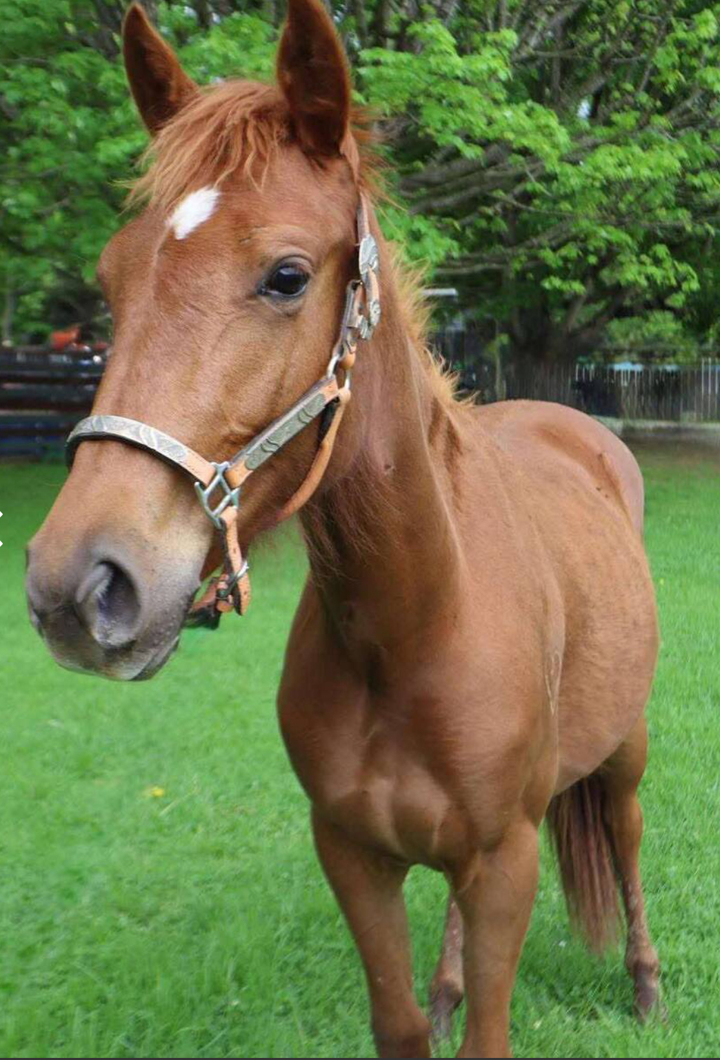 Merple, 2yo Thoroughbred mare, 13.3hh
