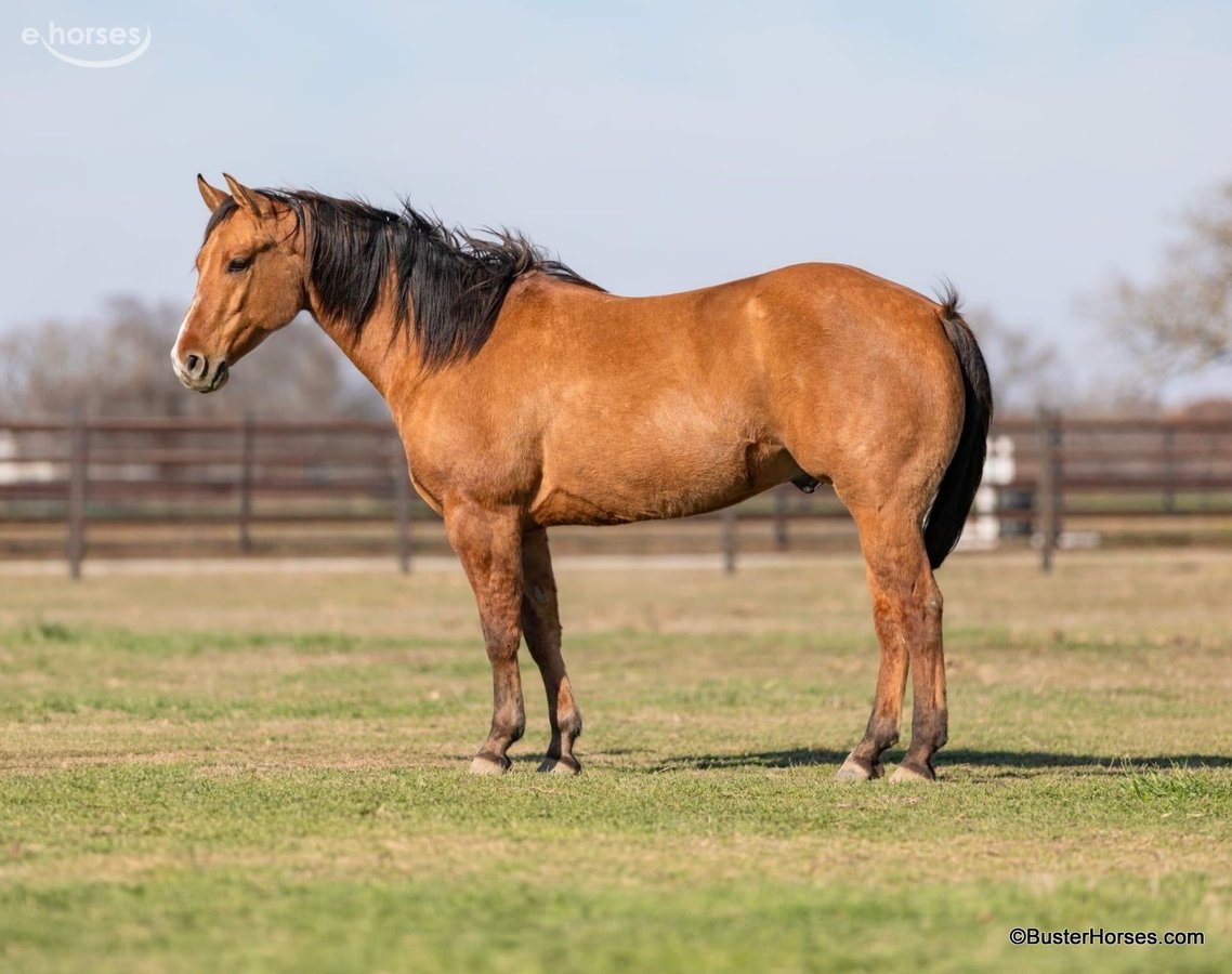 American Quarter Horse, 6yo American Quarter Horse gelding, 14.2hh