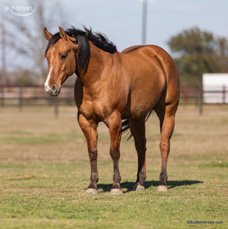 American Quarter Horse, 6yo American Quarter Horse gelding, 14.2hh