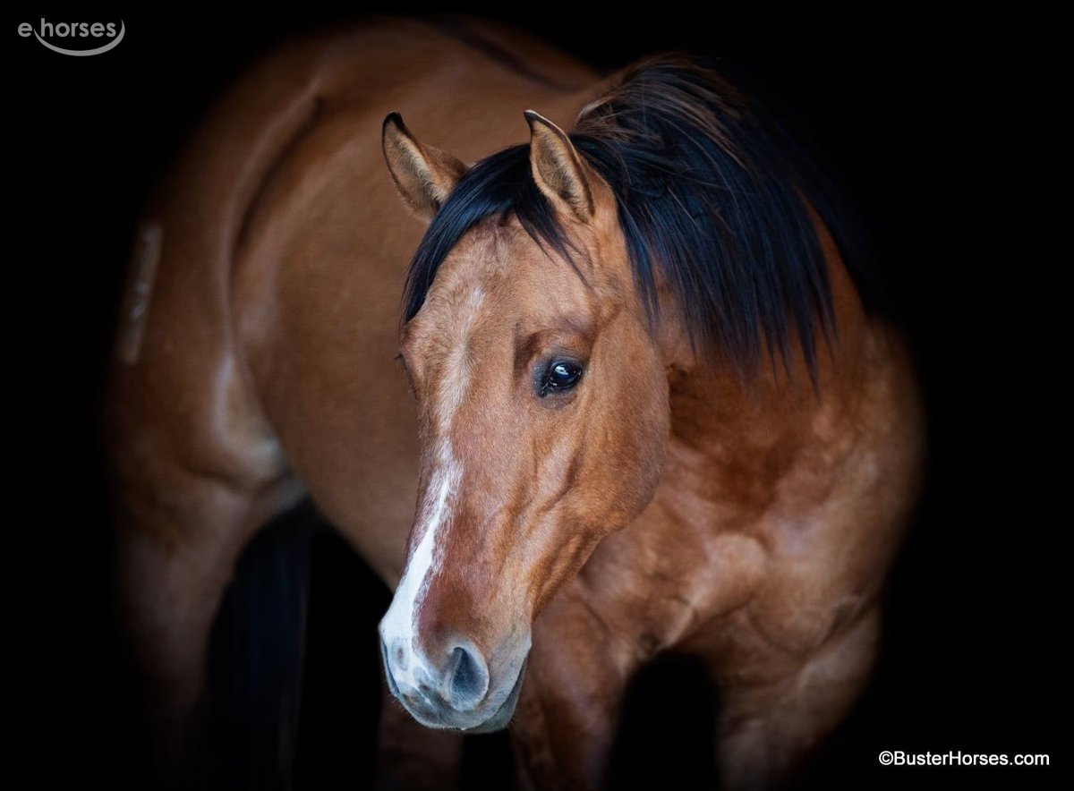 American Quarter Horse, 6yo American Quarter Horse gelding, 14.2hh