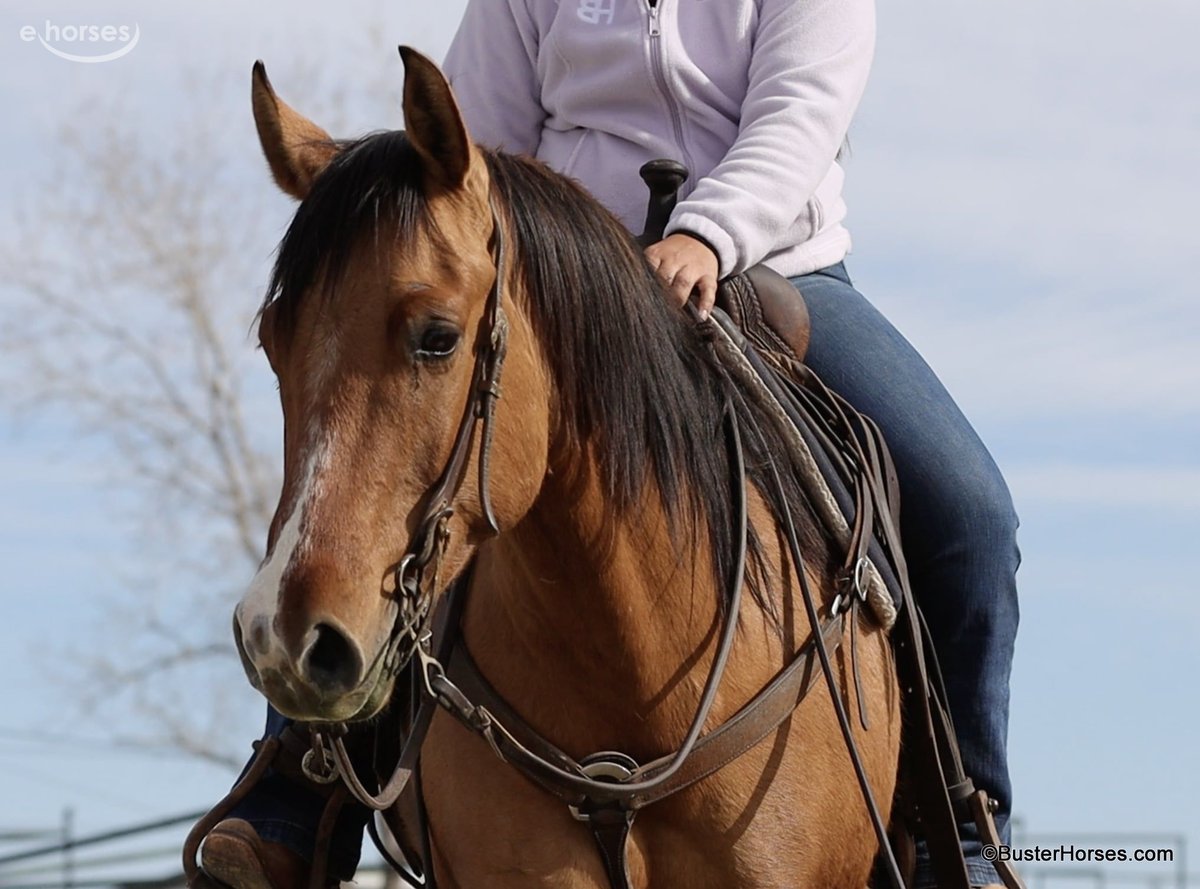 American Quarter Horse, 6yo American Quarter Horse gelding, 14.2hh