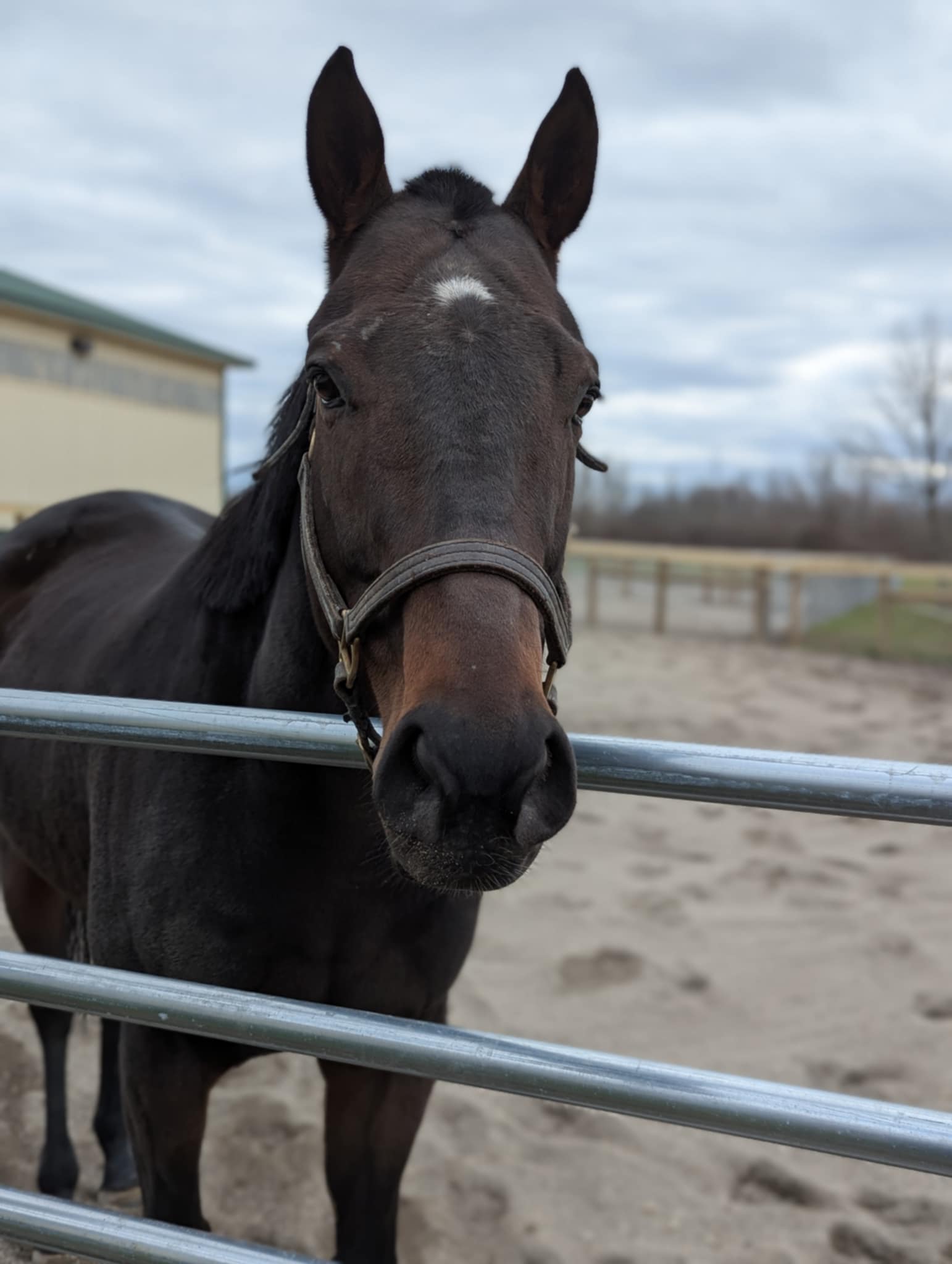Norgay, 7yo Thoroughbred gelding, 16.1hh