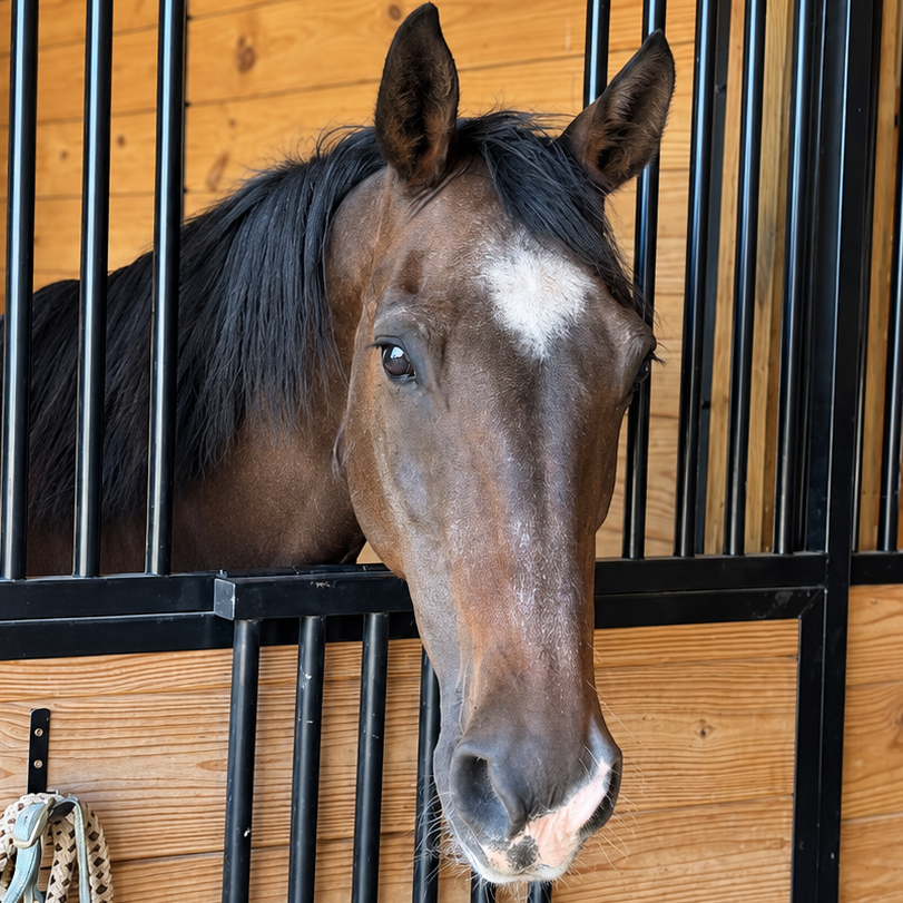 Whiskey, 24yo Standardbred gelding, 15.3hh