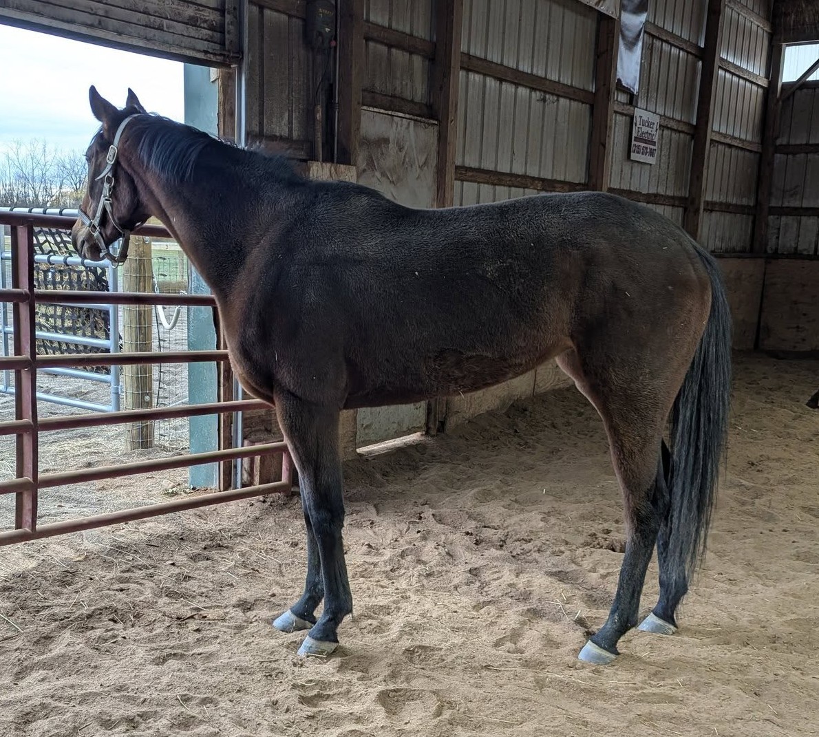 Divorced Of Course, 3yo Thoroughbred mare, 16.1hh