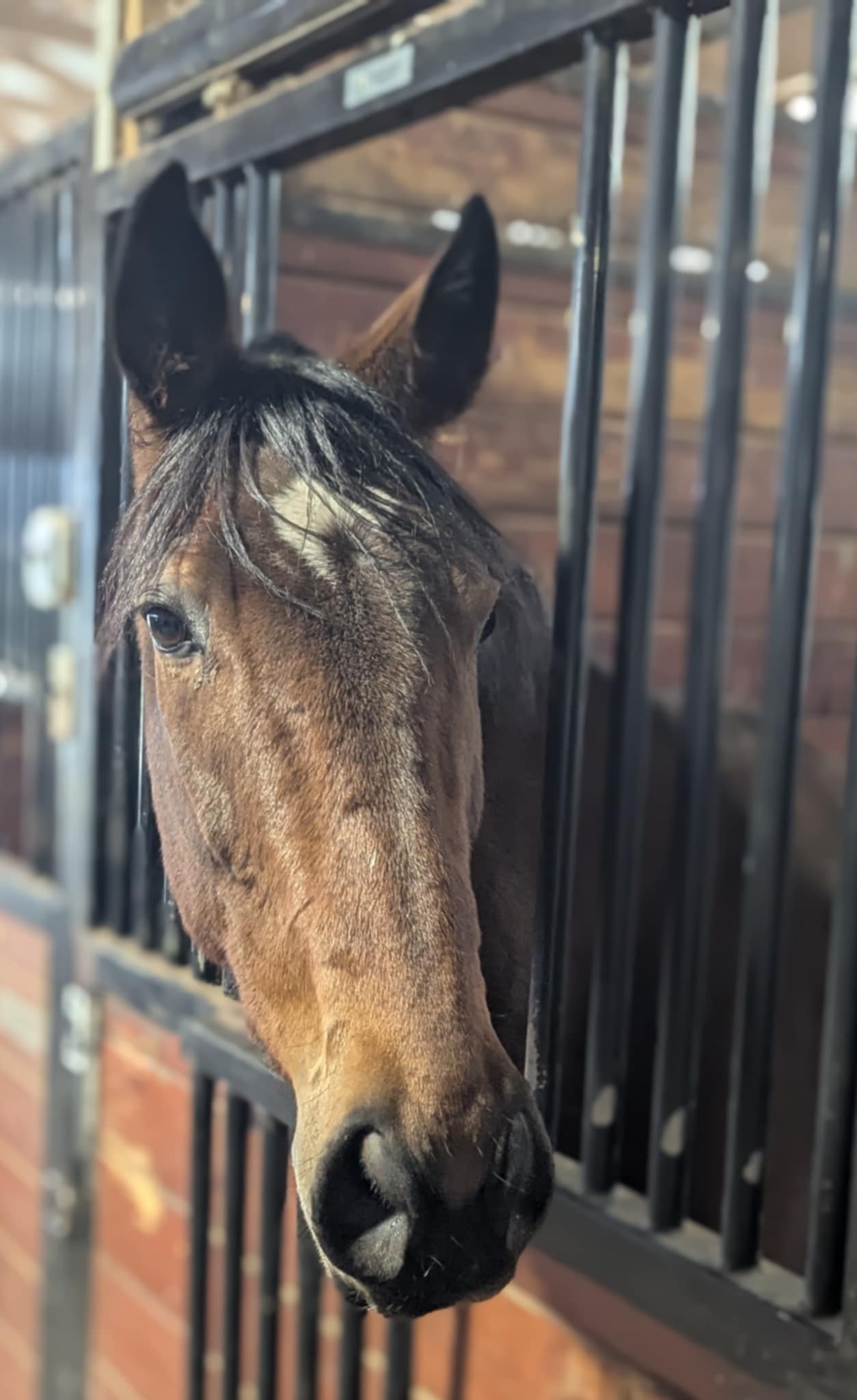 Divorced Of Course, 3yo Thoroughbred mare, 16.1hh