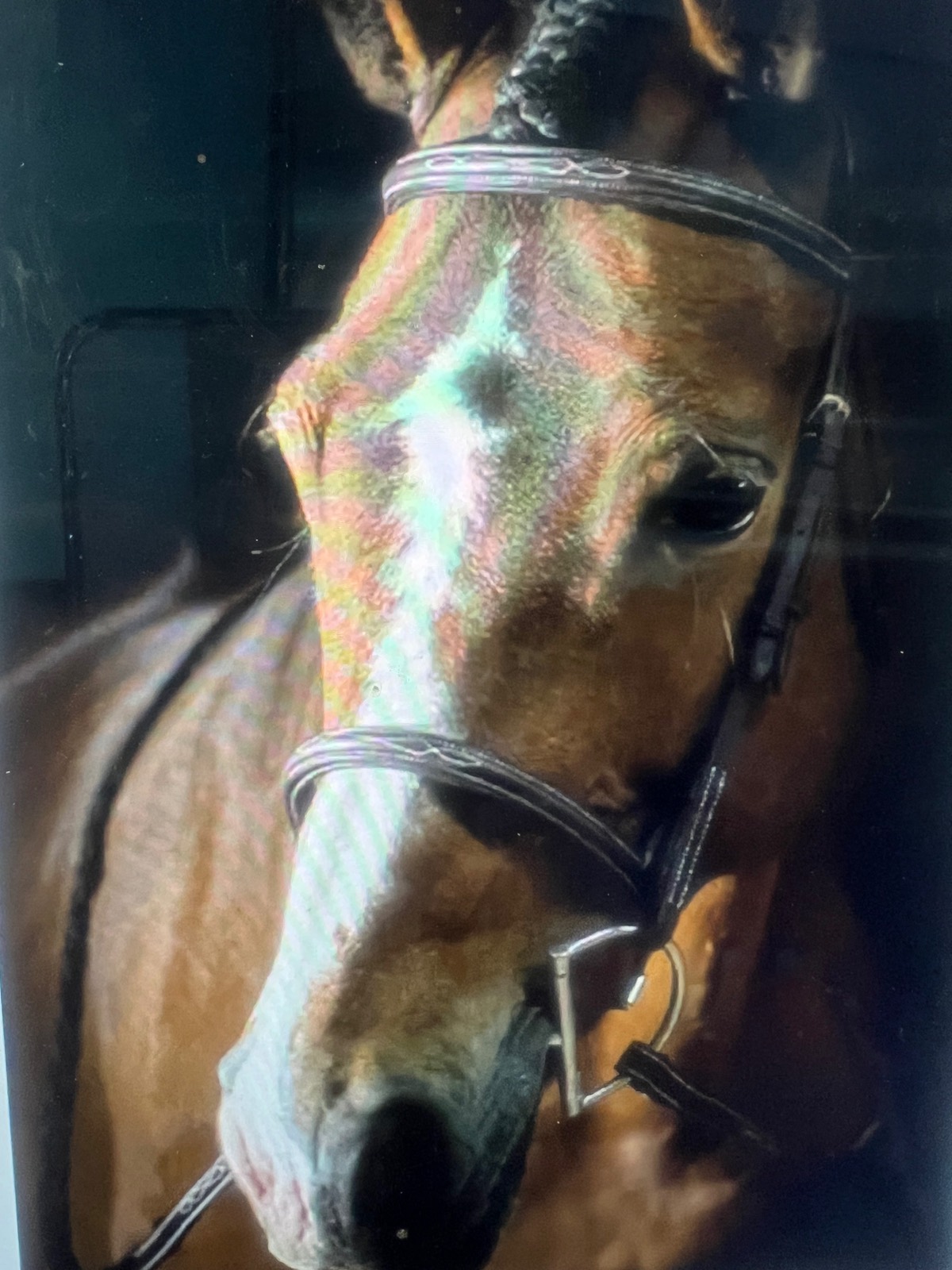 PESSOA Bridle
