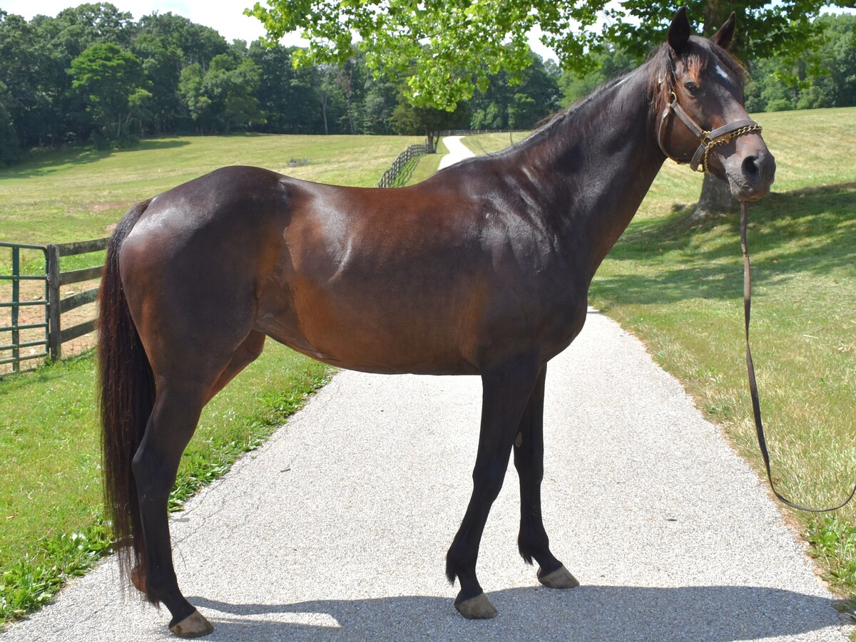 She's Offlee Wild, 18yo Thoroughbred mare, 15.3hh
