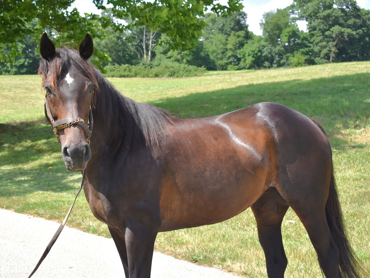 She's Offlee Wild, 18yo Thoroughbred mare, 15.3hh